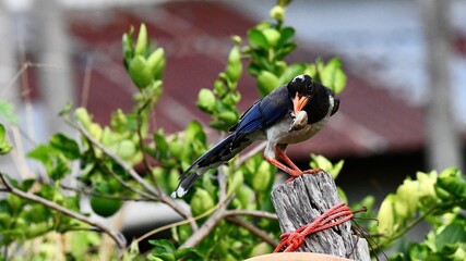 red winged blackbird