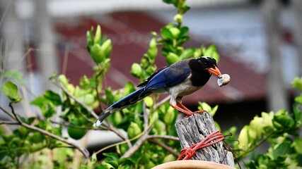 bird on a fence