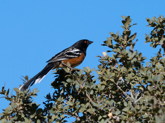 Spotted towhee (Pipilo maculatus) on a blue sky background in Red Rock Canyon, Nevada, USA