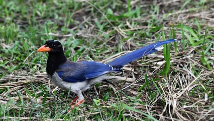 Red-billed blue magpie on grass