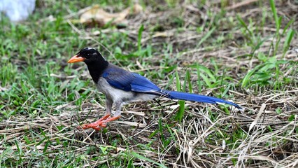 Red-billed blue magpie on grass