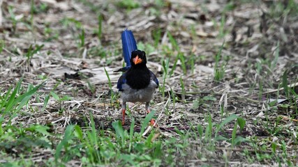 Red-billed blue magpie on grass