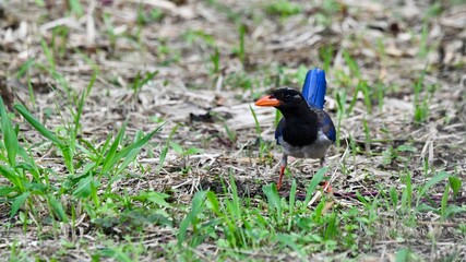 Red-billed blue magpie on grass