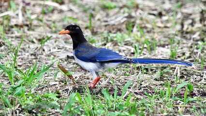 Red-billed blue magpie on grass