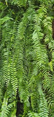 green tropical ferns