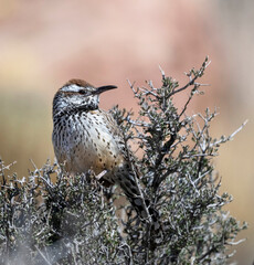 Cactus wren (Campylorhynchus brunneicapillus), Red Rock Canyon, Nevada, USA.