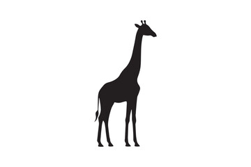 Giraffe Height silhouette vector with white background