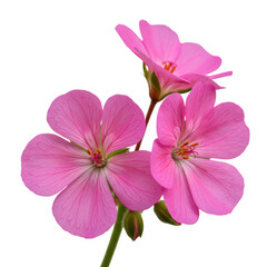Fototapeta premium Beautiful pink geranium flower bloom blossom floral plant closeup shot on transparent background