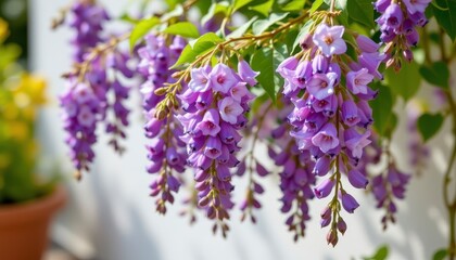 Vibrant Purple Blossoms Adorn a Sunny Garden, Showcasing Nature’s Beauty with Graceful Hanging Flowers in Full Bloom