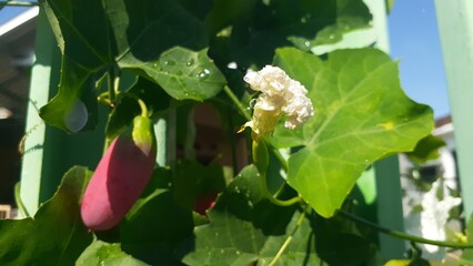 Kemarungan or Timun padang (Coccinia grandis) plant in the garden. Also known as scarlet gourd, ivy...