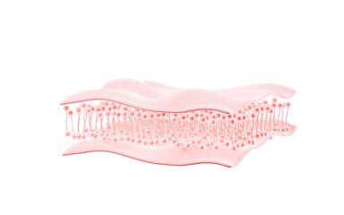 Human skin tissue, skincare, Medical aesthetic restoration, cosmetic advertisement and so on, 3d rendering.
