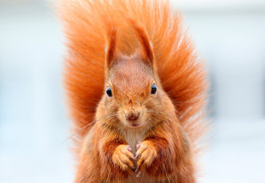 Adorable close-up shot of a red squirrel with fluffy fur and upright ears, holding food in its tiny paws and staring curiously at the camera. The background is softly blurred, highlighting the squirre