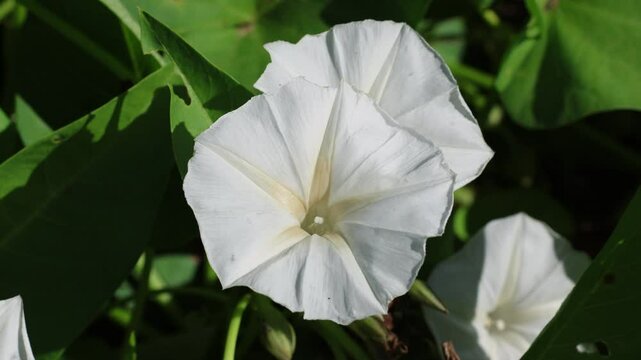 Close-up of white Bindweed Morning Glory (Convolvulus arvensis) flowers