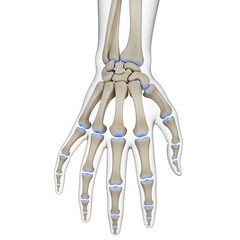 Detailed Hand Skeleton Anatomy Illustration with Transparent Background for Medical Study and Educational Purposes