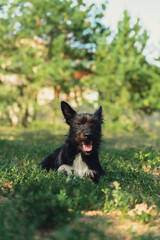 Pretty black dog lie on green grass outdoors in summertime. Amazing portrait of young pet love....
