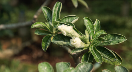White adenium flower buds growing with green leaves in sunlight. Desert rose white buds surrounded...