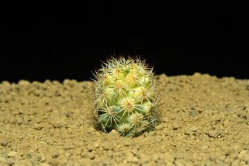 Close up Mammillaria Schumanii variegated cristata on artificial habitat, live at rocky ground on desert with stone with black background