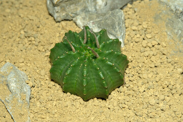 Close up Euphorbia meloformis subs. Valida on artificial habitat, live at rocky ground on desert...