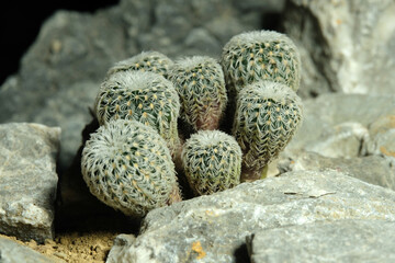 Close up Frailea buenekeri var densispina on artificial habitat, live at rock cliff crevice stone...