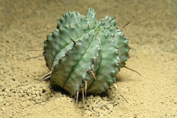 Close up Euphorbia Horrida on artificial habitat, live at rocky ground on desert with stone