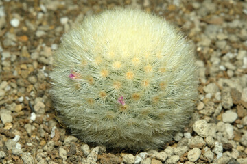 Close up Mammillaria laui dasyacantha on artificial habitat, live at rocky stone ground on desert