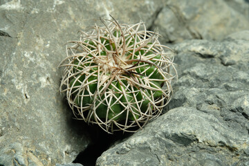 Close up Melocactus Curvispinus on artificial habitat, live at rock cliff crevice stone surface