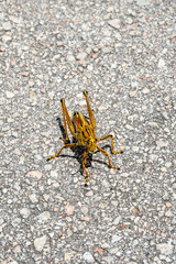 Grasshopper (Romalea Guttata)on asphalt road in Everglades National Park