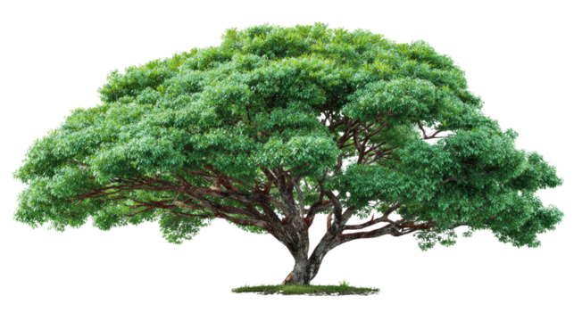 A large tree with green leaves is the main focus of the image