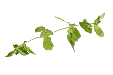 A leafy green plant with a stem