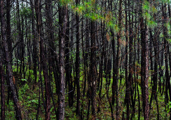 Tall, slender pine trees with dark trunks in a dense forest.