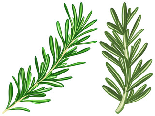 Obraz premium PNG Herbal aromatic rosemary illustration, element set on transparent background