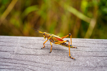 grasshopper laying on wood stand in Everglades National Park, Florida 