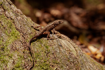 Lizard (brown Anolis) on tree root in Everglades National Park, Florida