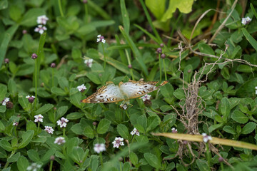 white peacock butter on grass in Everglades National Park, Florida