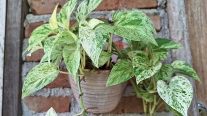 Money Plant (Epipremnum aureum): Golden Pothos, Devil's Ivy, Air Cleaner for Healthy Homes