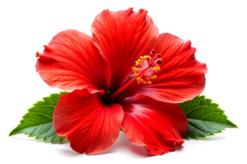 Scarlet Elegance: A Striking Red Hibiscus Isolated on Pristine White. AI Generative