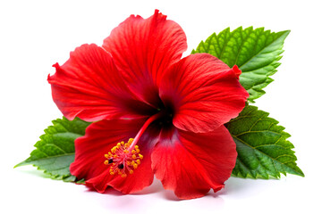 Vibrant Red Hibiscus Bloom: Isolated Elegance on Pure White. Created with AI Generative