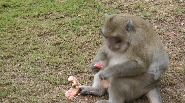 A monkey king eating fruit 