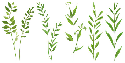 Fototapeta premium PNG Vibrant botanical greenery illustration, element set on transparent background