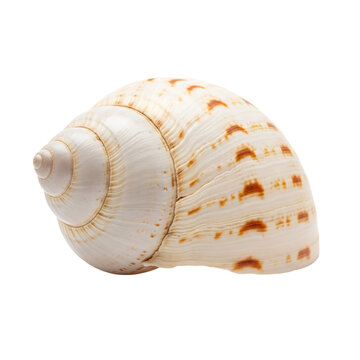 Close up of a spiral seashell with cream and brown markings isolated on a plain setting view on transparent background