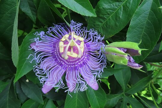 Purple passiflora flower in Florida nature, closeup 