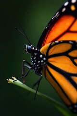 Close-up of monarch butterfly wings, vibrant orange and black, detail, fauna