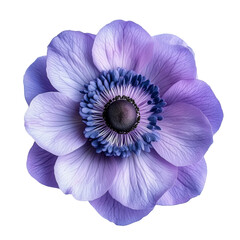 Naklejka premium Elegant anemone bloom in shades of lavender, radiating floral refinement