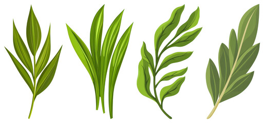 PNG Illustrated green herbal leaves, element set on transparent background