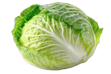 Fresh head of Napa cabbage