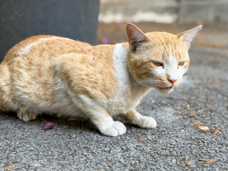 A cat is sitting on the ground and looking at the camera