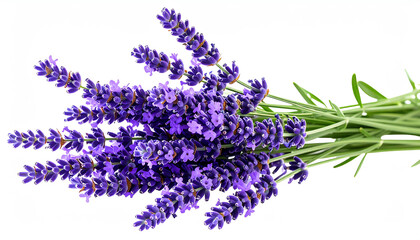 A vibrant bouquet of lavender flowers, showcasing rich purple hues and delicate petals, rests against a clean white background