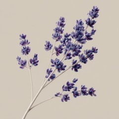Naklejka premium Delicate Lavender Flowers with Soft Purple Blooms on a Light Background for a Calm and Serene Aesthetic
