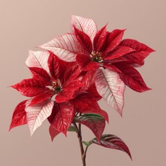 Vibrant Red Poinsettia Plant with Striking White and Red Foliage Against Soft Beige Background