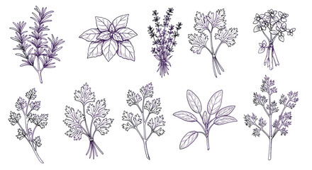 Hand-drawn illustrations of various herbs in purple outline style  
